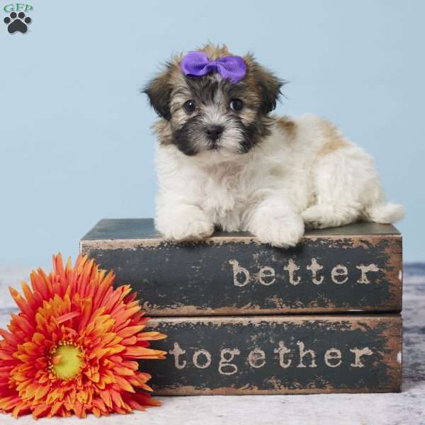 Cynthia, Teddy Bear Puppy